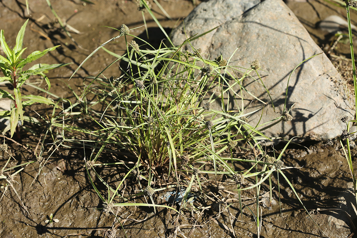 Изображение особи Cyperus michelianus.