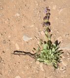 род Salvia. Извлечённое из грунта цветущее растение. Турция, ил Ван, окр. Кармраванк, горная степь. 22 мая 2025 г.