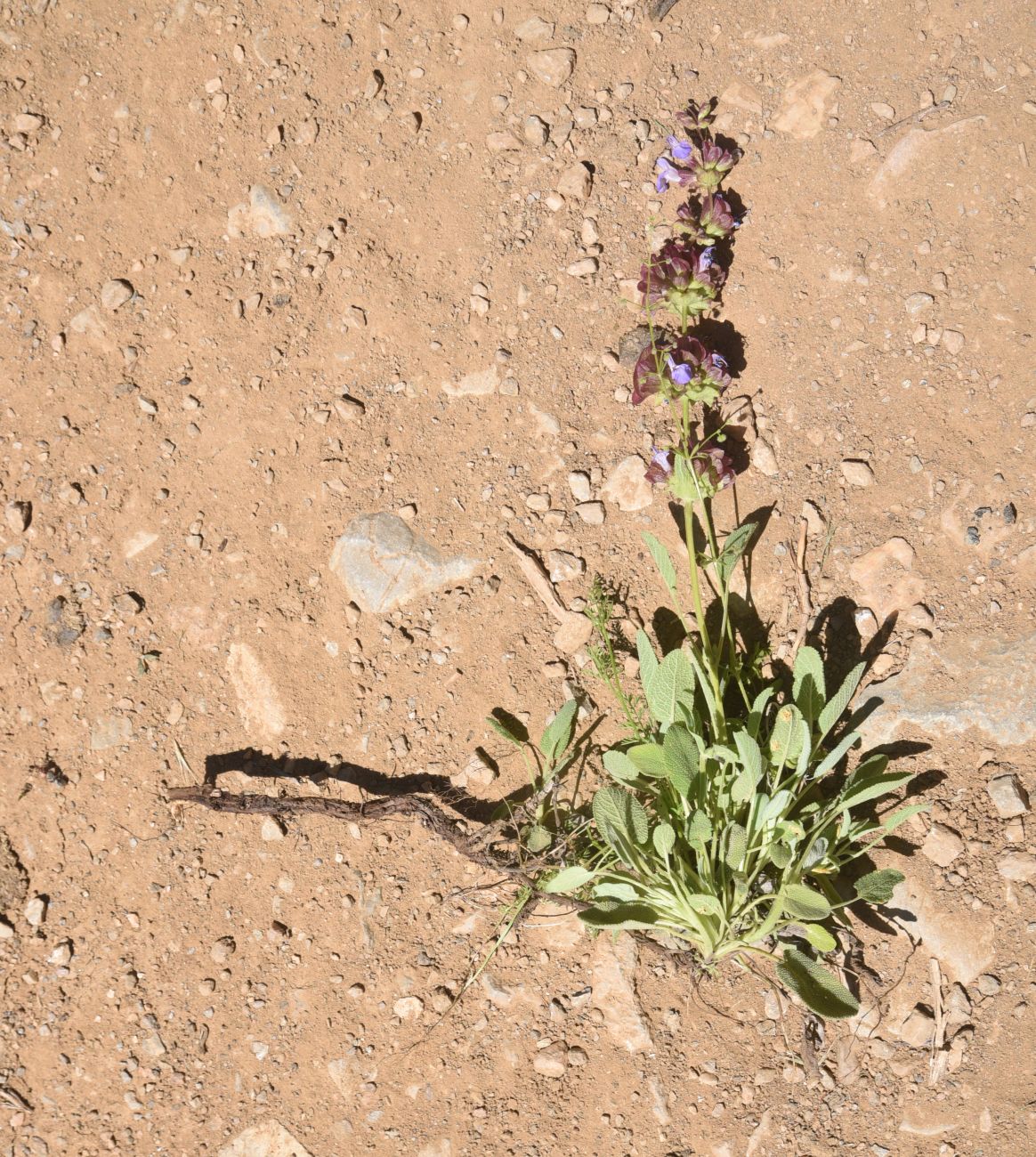 Изображение особи род Salvia.