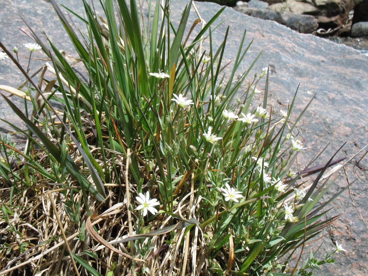 Image of Stellaria brachypetala specimen.