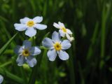 Myosotis palustris
