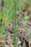 Crupina vulgaris