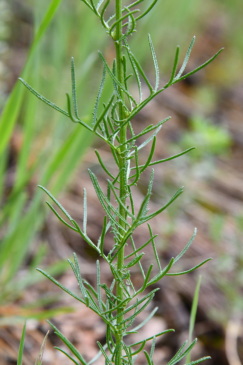 Image of Crupina vulgaris specimen.