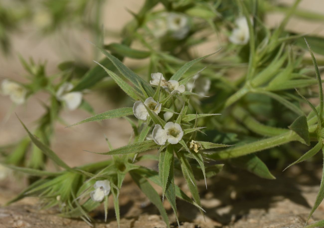 Image of Unknown species specimen.