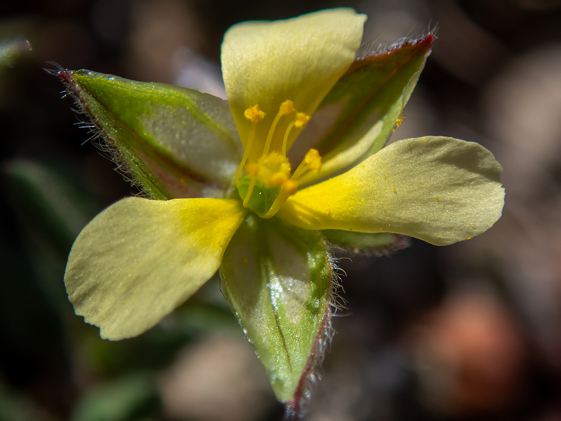 Image of Helianthemum salicifolium specimen.