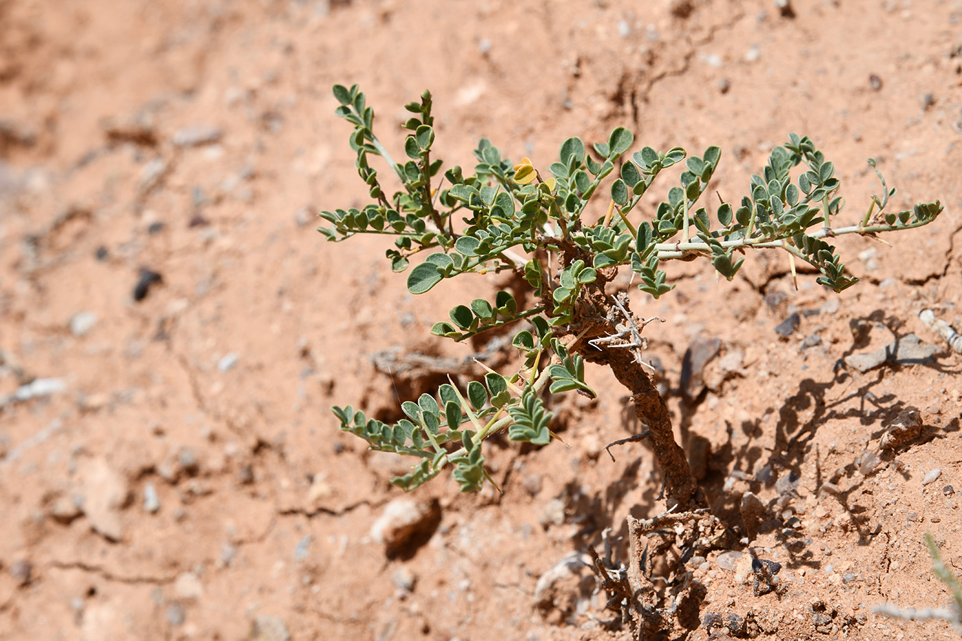 Image of Eversmannia subspinosa specimen.
