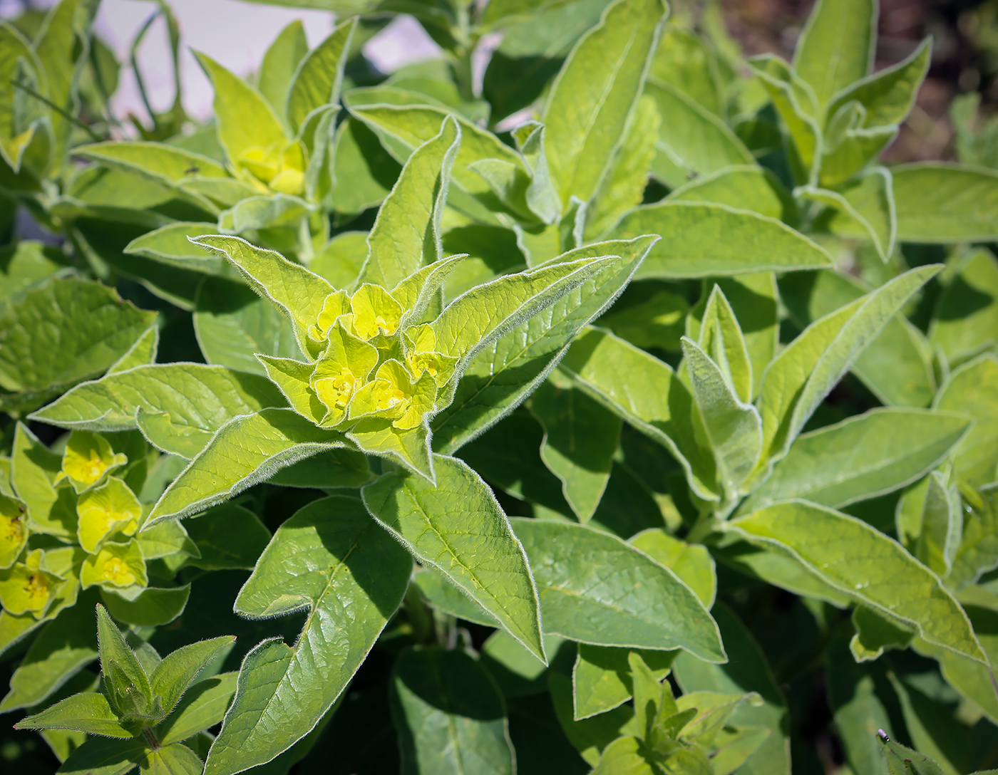 Изображение особи Euphorbia squamosa.