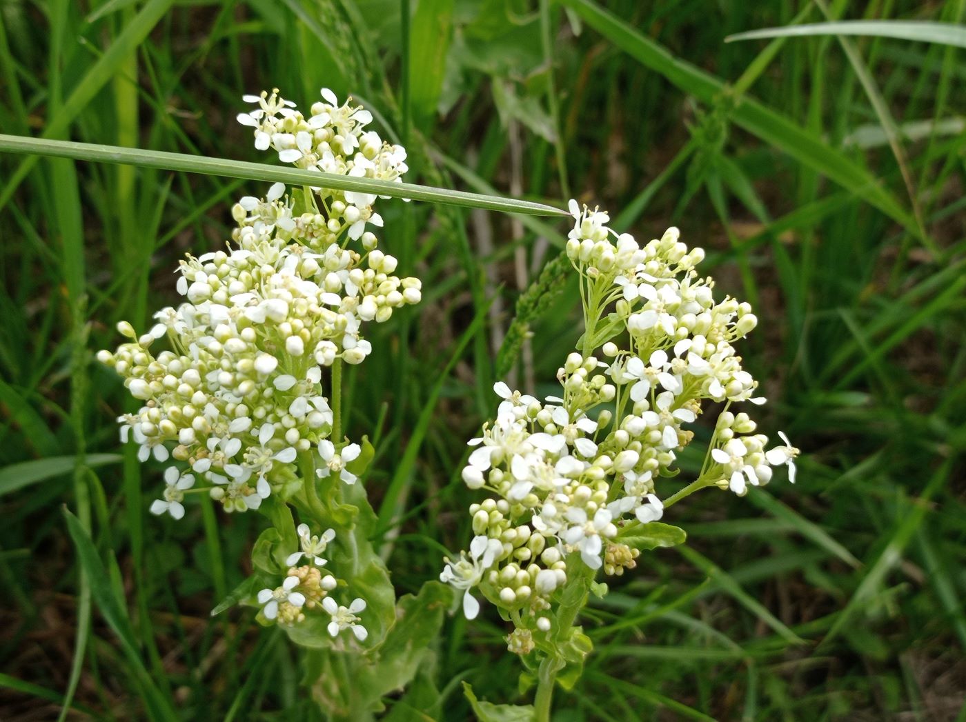 Изображение особи Cardaria draba.