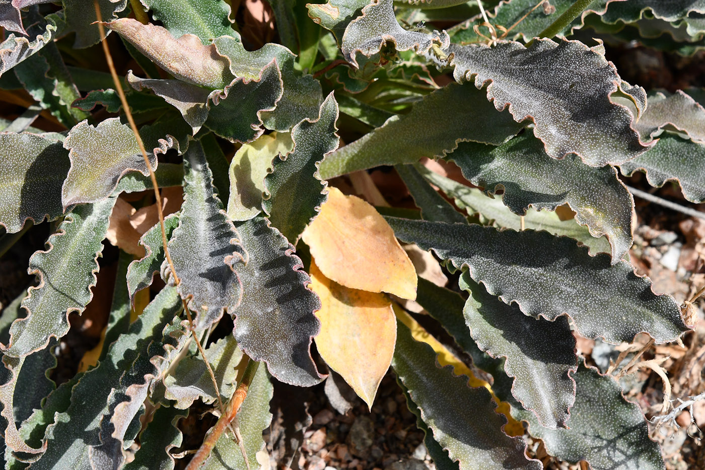 Изображение особи Ikonnikovia kaufmanniana.