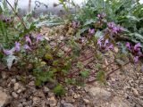 Lamium amplexicaule. Цветущее растение. Крым, западная окраина г. Судак, подножие горы Лысая (Голая), на краю виноградника. 22.04.2025.
