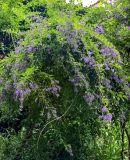 Duranta erecta. Побеги цветущего растения. Португалия, Азорские о-ва, о-в Сан-Мигел, кальдера вулкана Фурнаш, парк \"Терра-Ноштра\", в культуре. 13.08.2025.