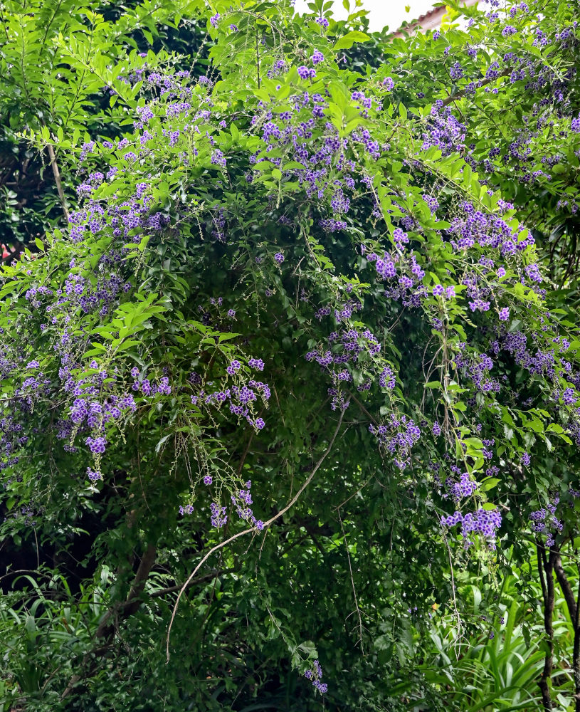 Image of Duranta erecta specimen.