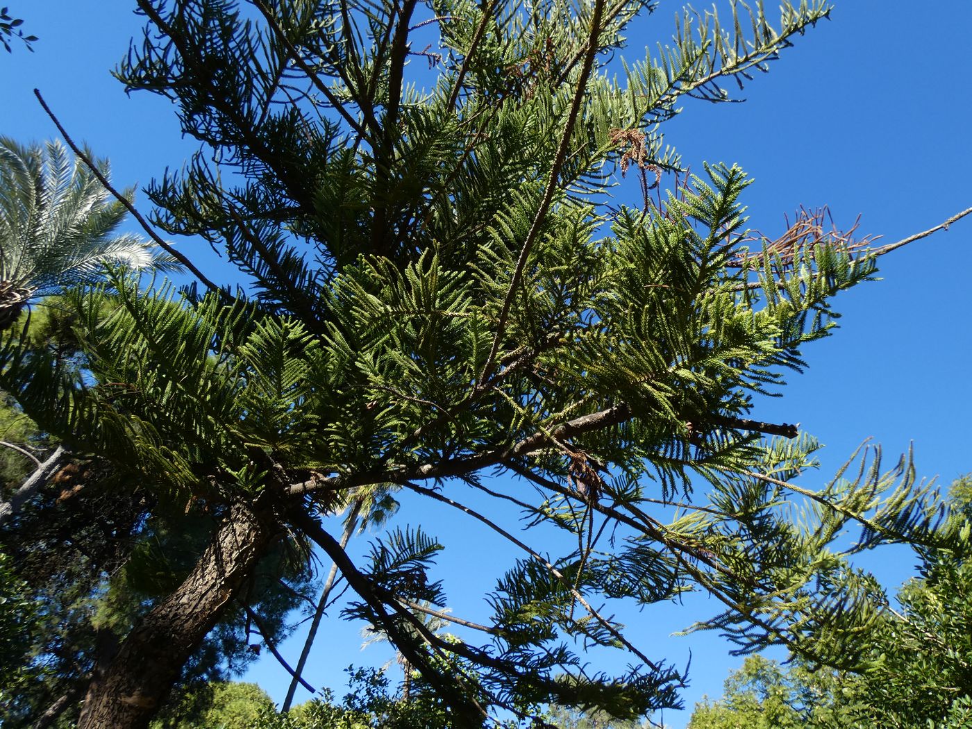 Image of Araucaria heterophylla specimen.