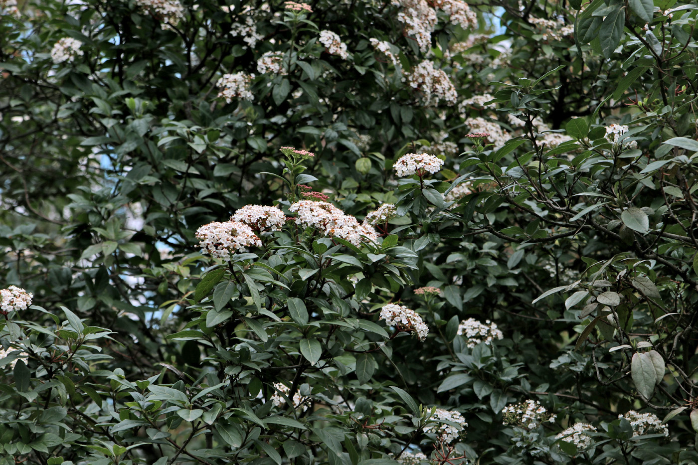 Image of Viburnum tinus specimen.