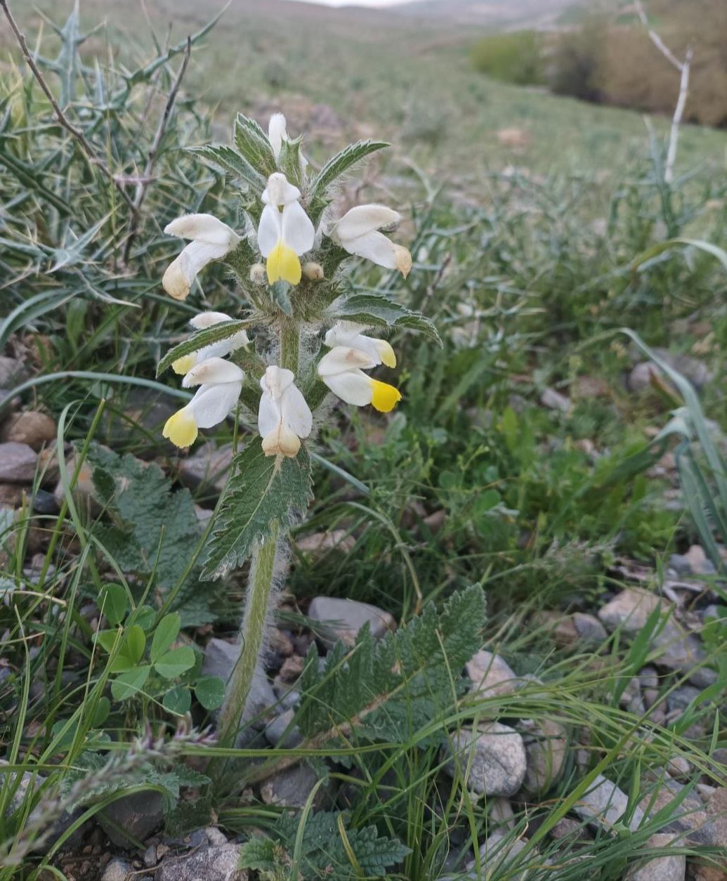 Image of Phlomoides labiosa specimen.