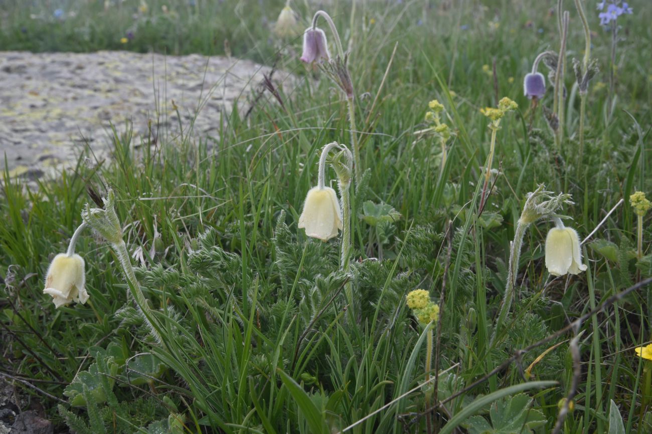 Изображение особи Pulsatilla albana.