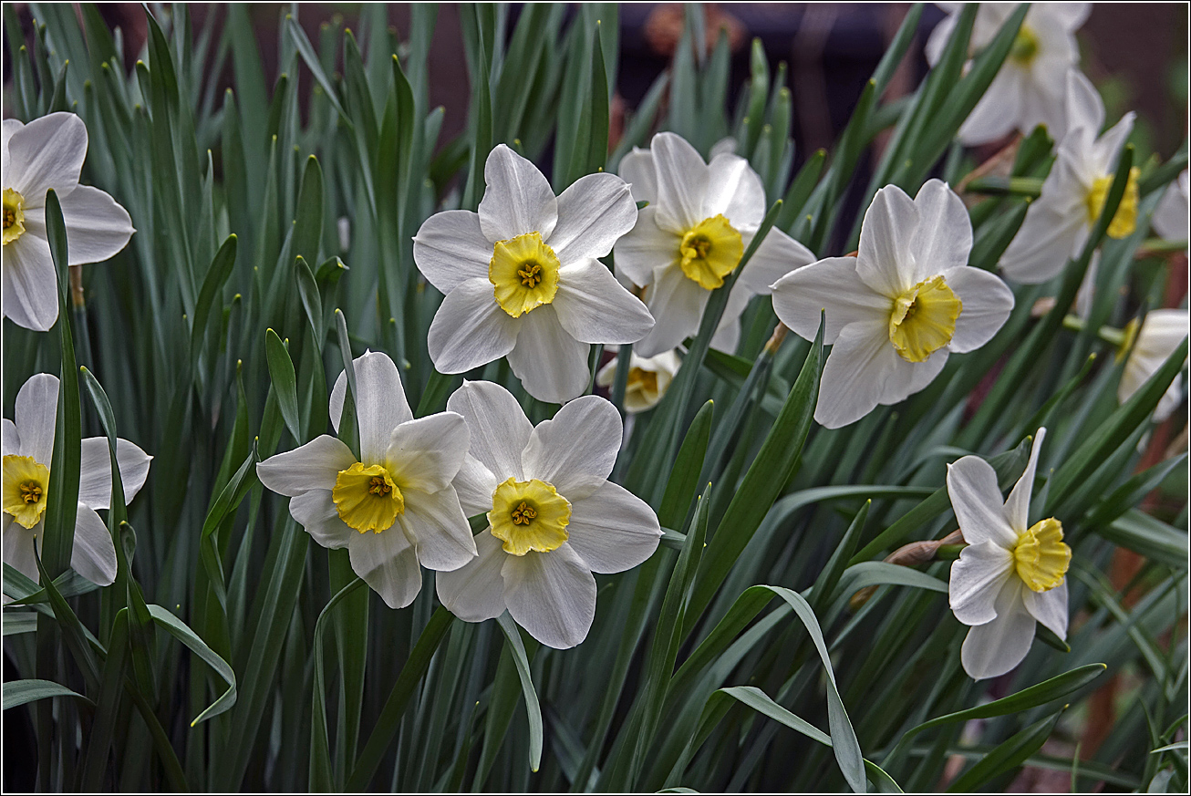 Image of Narcissus × incomparabilis specimen.