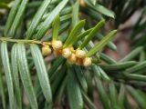 Taxus cuspidata. Верхушка побега с микростробилами. Хабаровский край, окр. г. Комсомольск-на-Амуре, ООПТ \"Кедрово-тисовая роща\", смешанный лес. 03.05.2026.