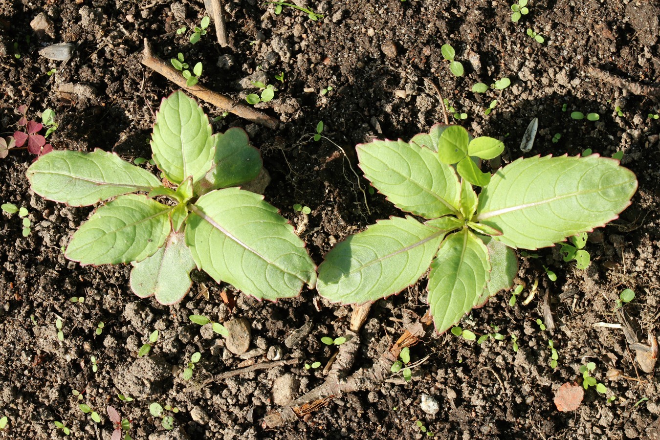 Изображение особи Impatiens glandulifera.