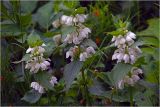 Lamium album. Цветущие растения. Московская обл., Раменский р-н, окр. дер. Хрипань, садовый участок. 24.05.2026.