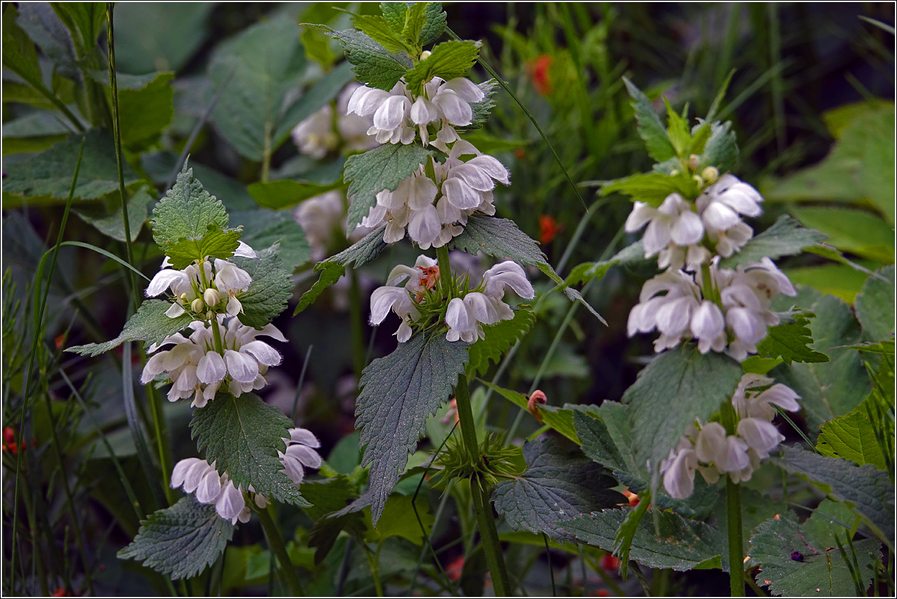 Image of Lamium album specimen.