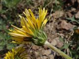 Taraxacum multisectum. Соцветие (со стороны обёртки). Хабаровский край, г. Комсомольск-на-Амуре, обочина дороги. 22.05.2026.