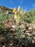 Linaria incompleta
