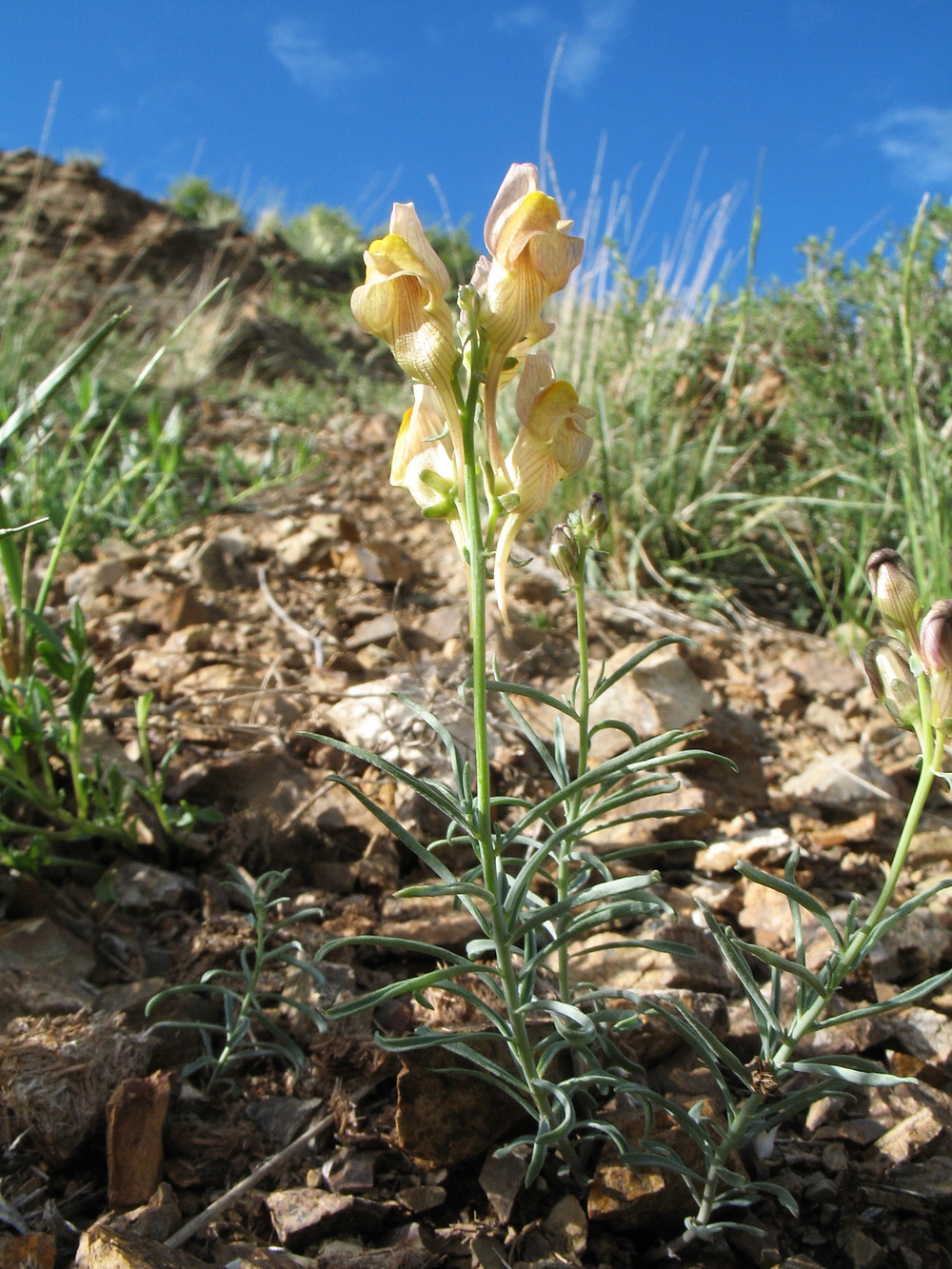 Image of Linaria incompleta specimen.