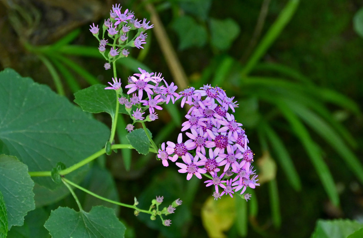 Изображение особи Pericallis aurita.