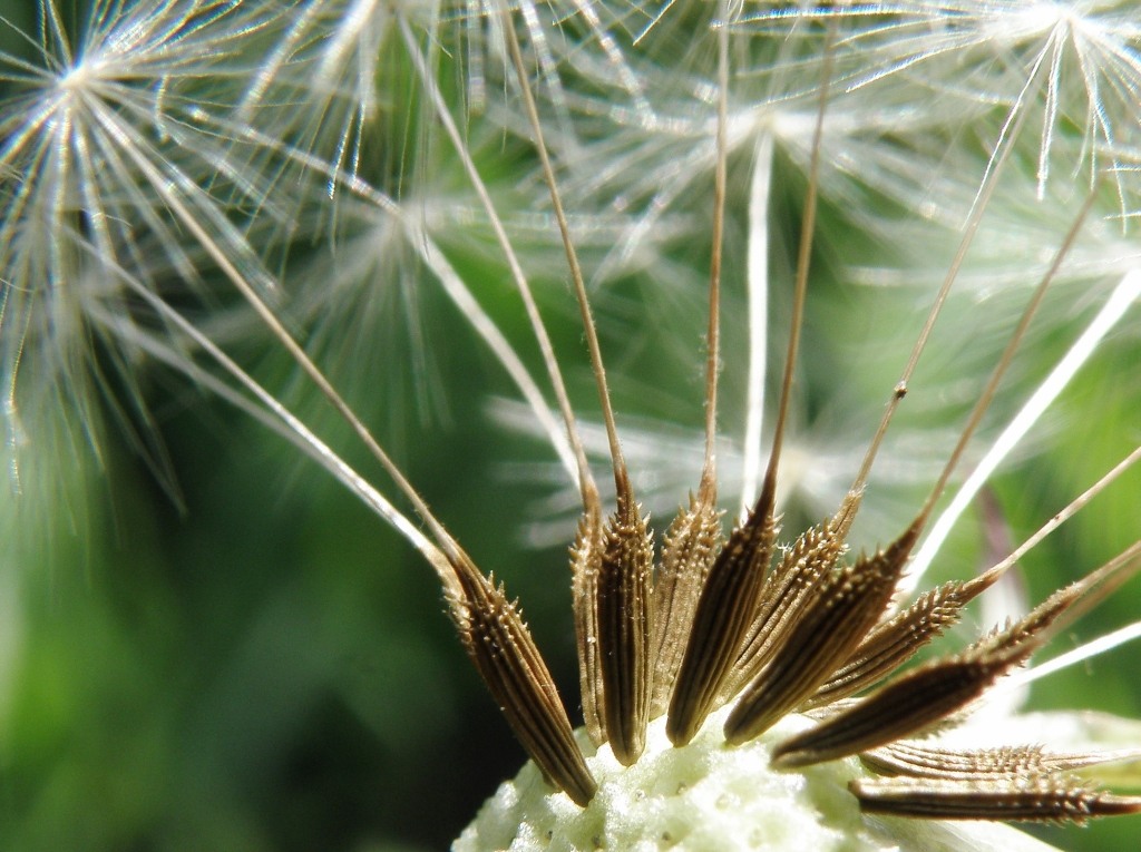 Image of Taraxacum klokovii specimen.