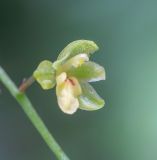 Ephippianthus schmidtii. Цветок. Хабаровский край, р-н имени Лазо, верховье р. Ко, выс. ≈ 1170 м н.у.м., долинный хвойный лес. 01.08.2026.
