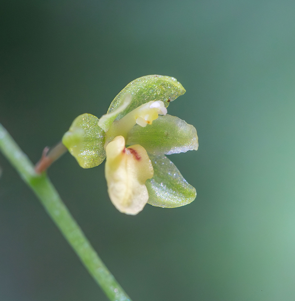 Image of Ephippianthus schmidtii specimen.