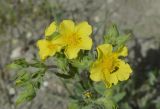 Смотреть изображение Potentilla callieri