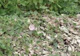 Calystegia soldanella. Цветущее растение. Приморский край, Хасанский р-н, Зарубинское гор. пос., окр. с. Витязь, прибрежная каменистая терраса. 23.07.2026.