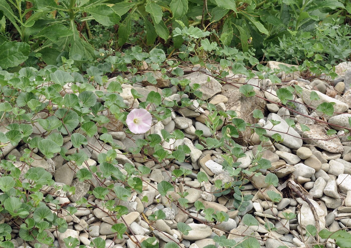 Image of Calystegia soldanella specimen.