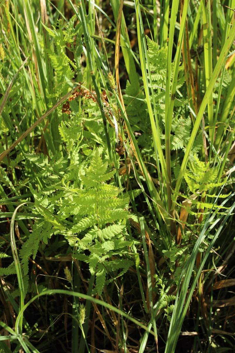 Изображение особи Thelypteris palustris.