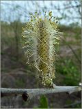 Salix × holosericea. Мужское соцветие. Чувашия, окр. г. Шумерля, очистные сооружения. 10 мая 2011 г.