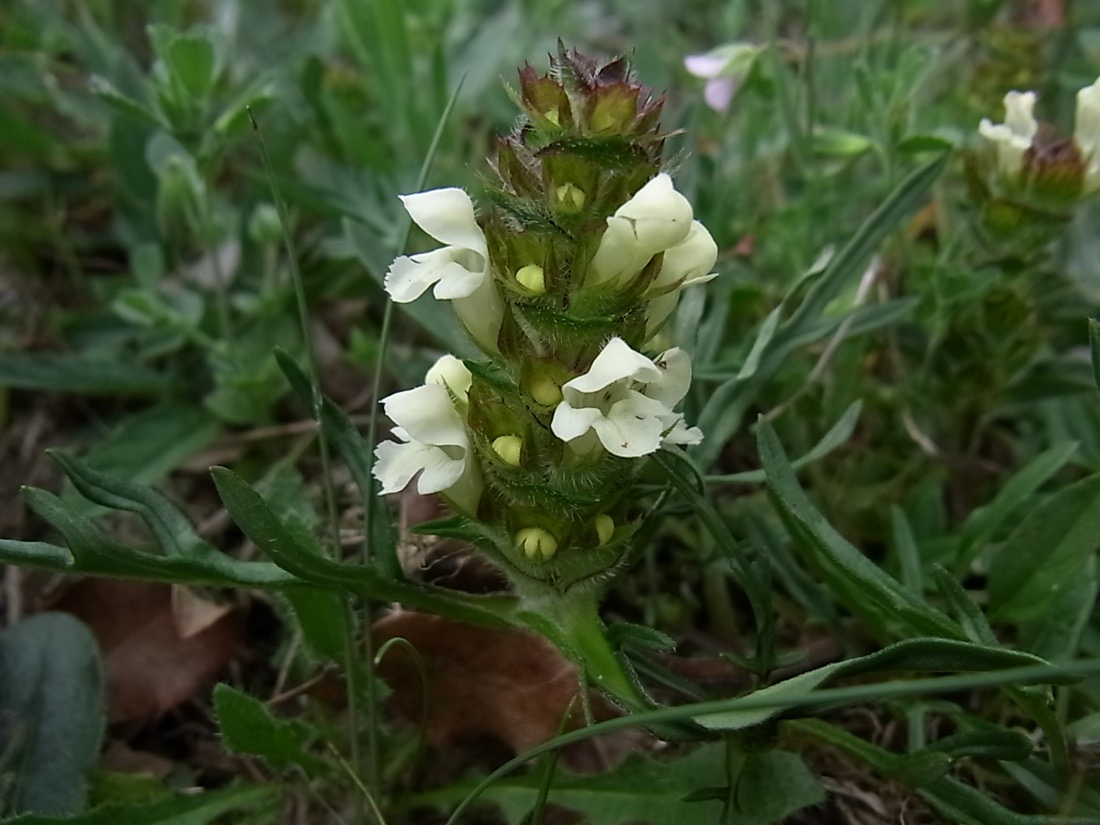 Image of Prunella laciniata specimen.