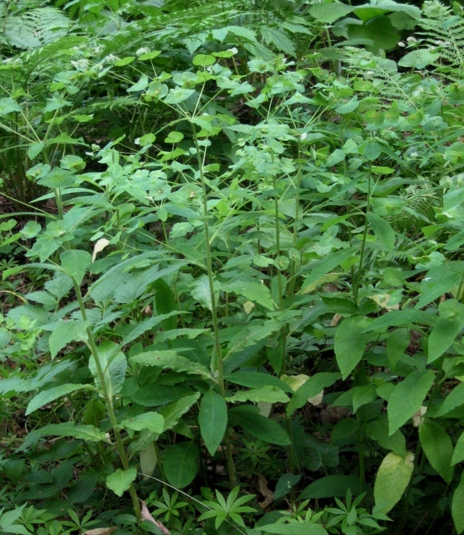 Изображение особи Euphorbia macroceras.