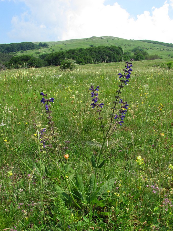 Изображение особи Salvia pratensis.