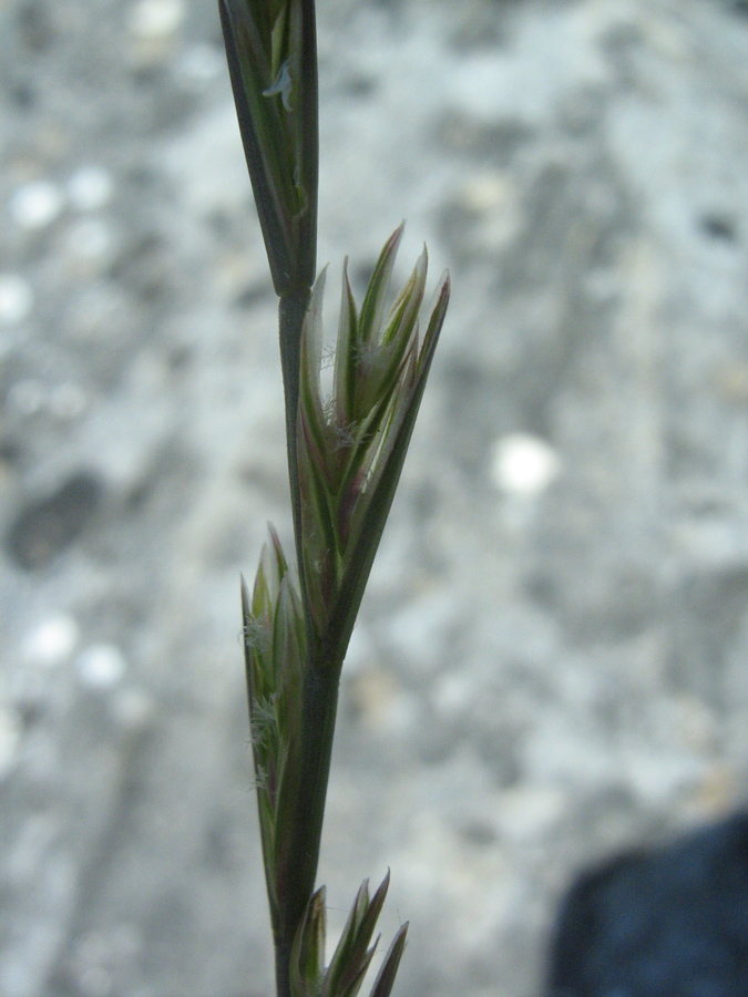 Image of Lolium loliaceum specimen.