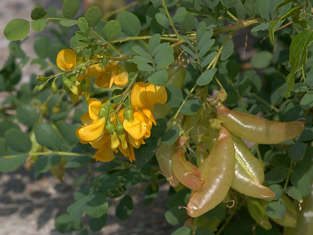 Image of Colutea arborescens specimen.