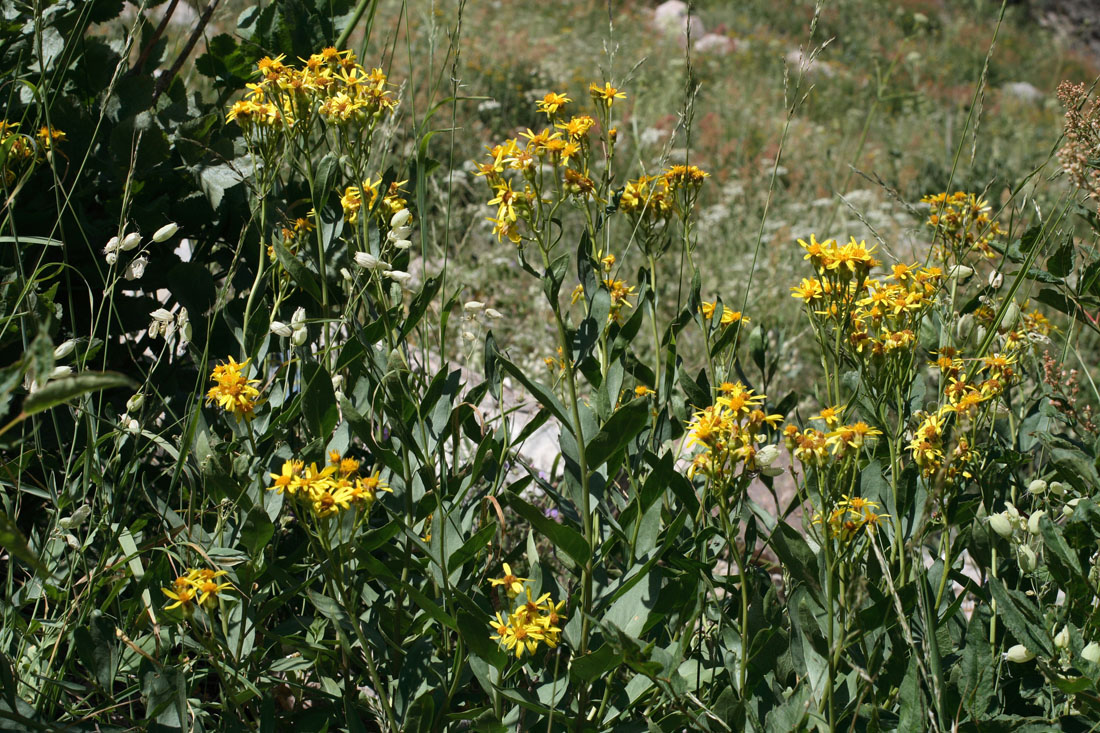 Изображение особи Senecio racemulifer.