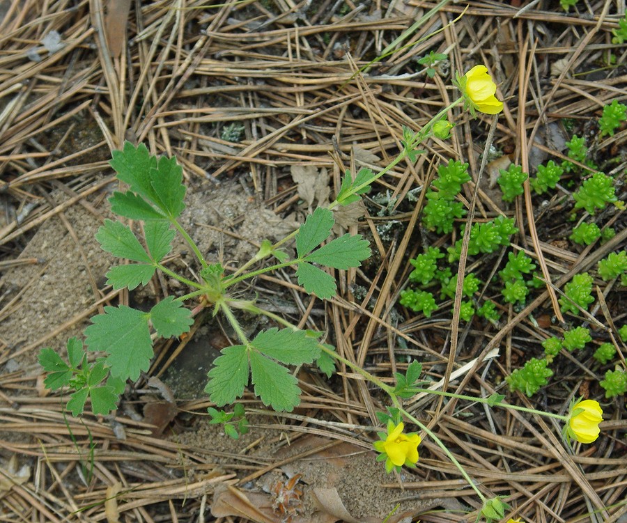 Изображение особи Potentilla incana.