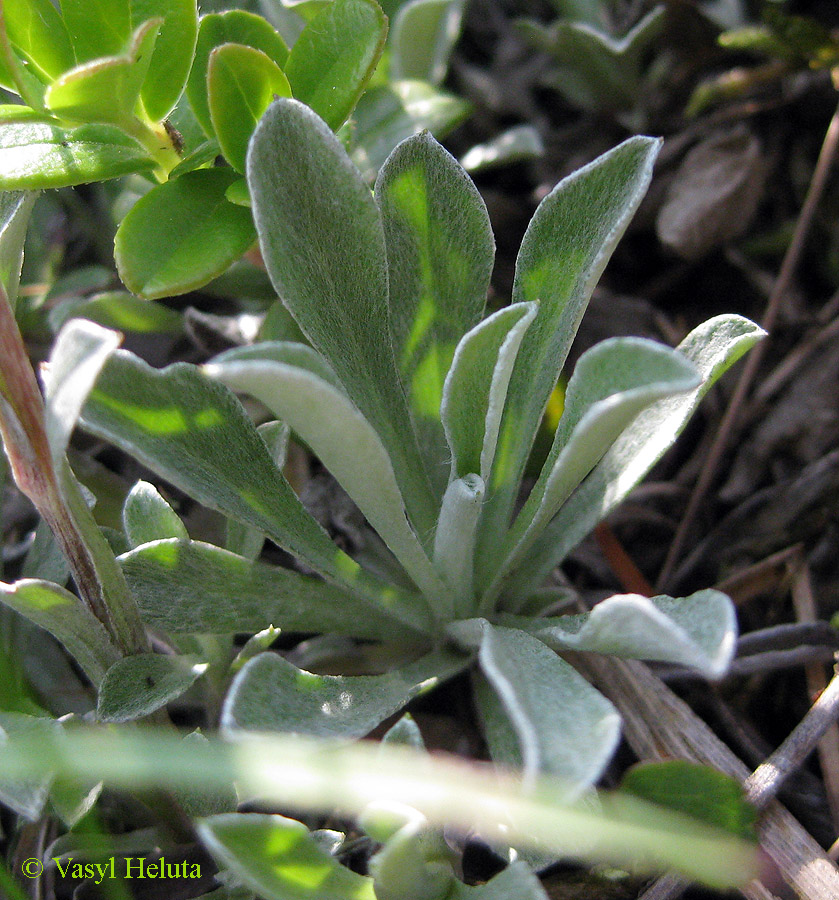 Изображение особи Antennaria dioica.