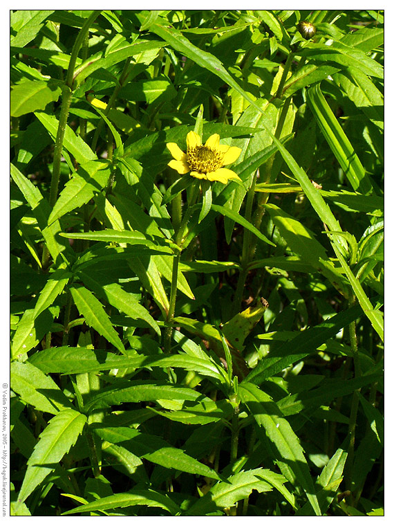 Изображение особи Bidens cernua var. radiata.
