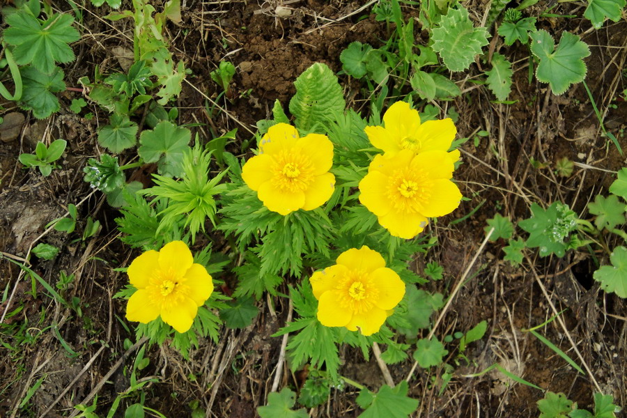 Image of Trollius ranunculinus specimen.