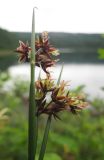 Juncus beringensis