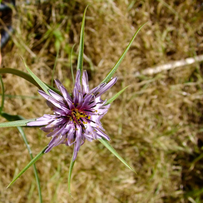 Image of Tragopogon porrifolius ssp. longirostris specimen.