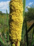 Typha latifolia